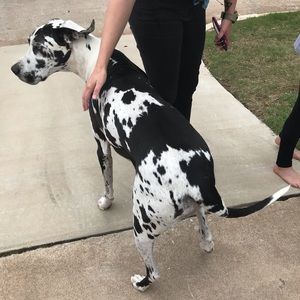 Meet your Posher, Swallow